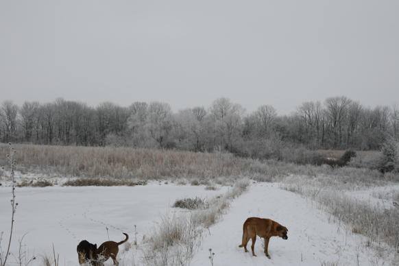 Full Size Image = 1474 K