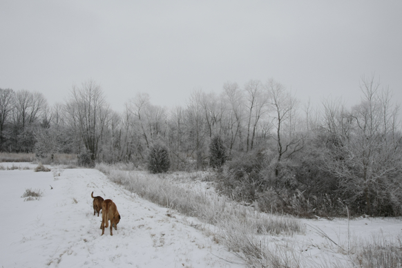 Full Size Image = 1730 K