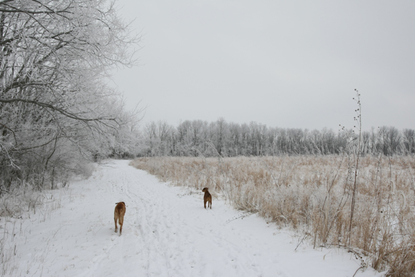 Full Size Image = 1871 K