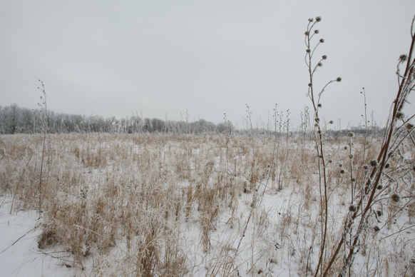 Full Size Image = 2168 K