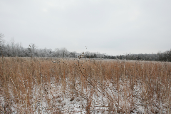 Full Size Image = 2198 K