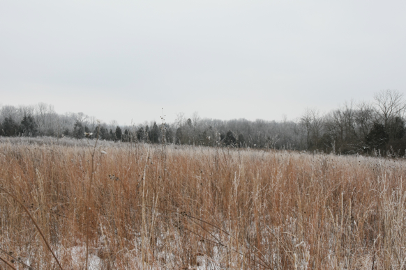 Full Size Image = 2123 K