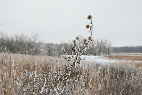 Full Size Image = 1701 K