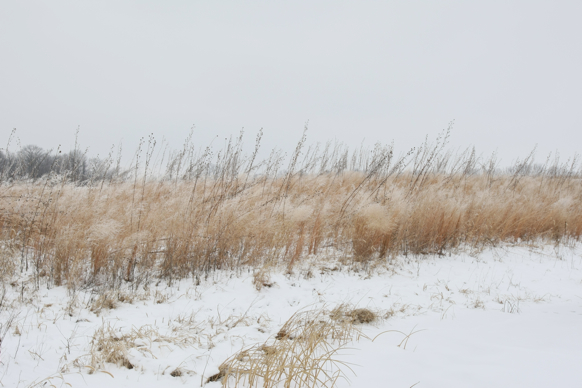 Full Size Image = 1790 K