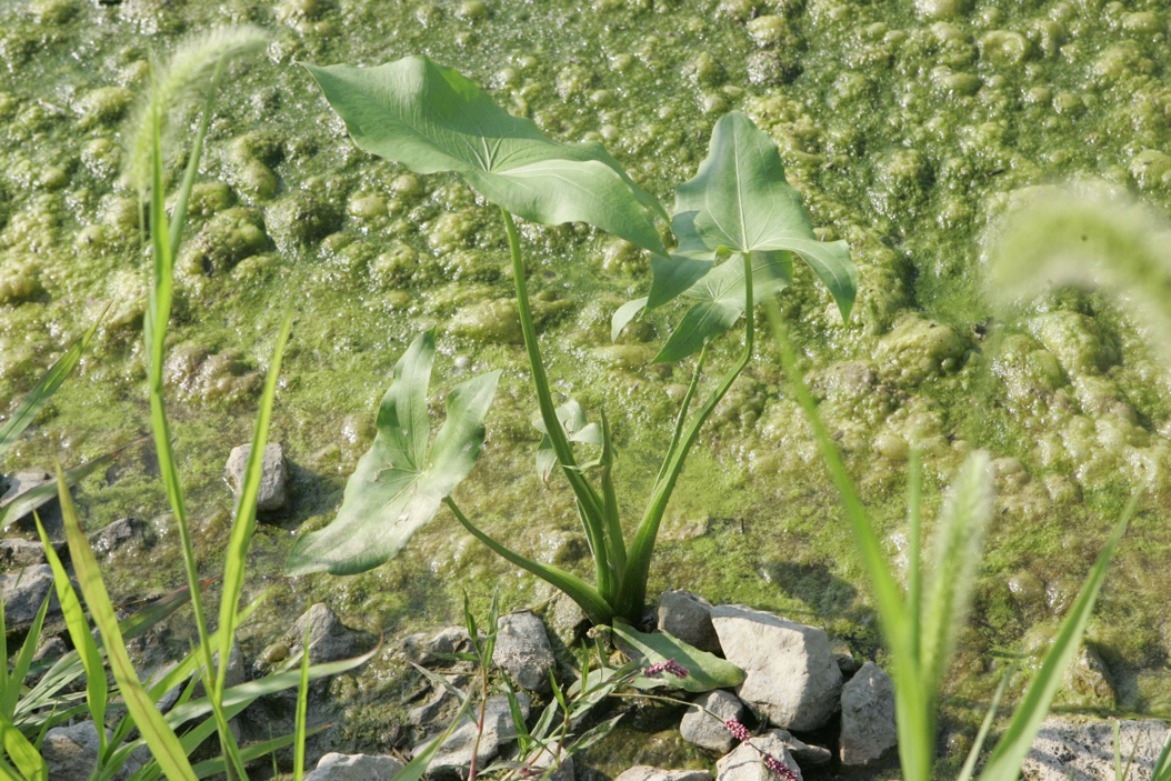 Full Size Image = 1265 K