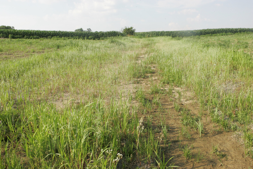 Full Size Image = 1548 K