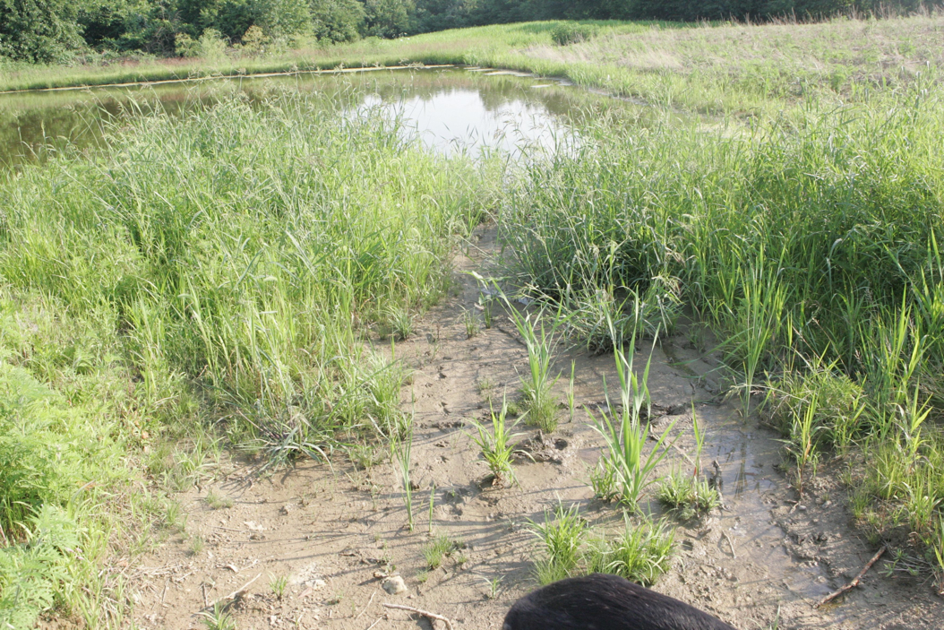 Full Size Image = 1874 K