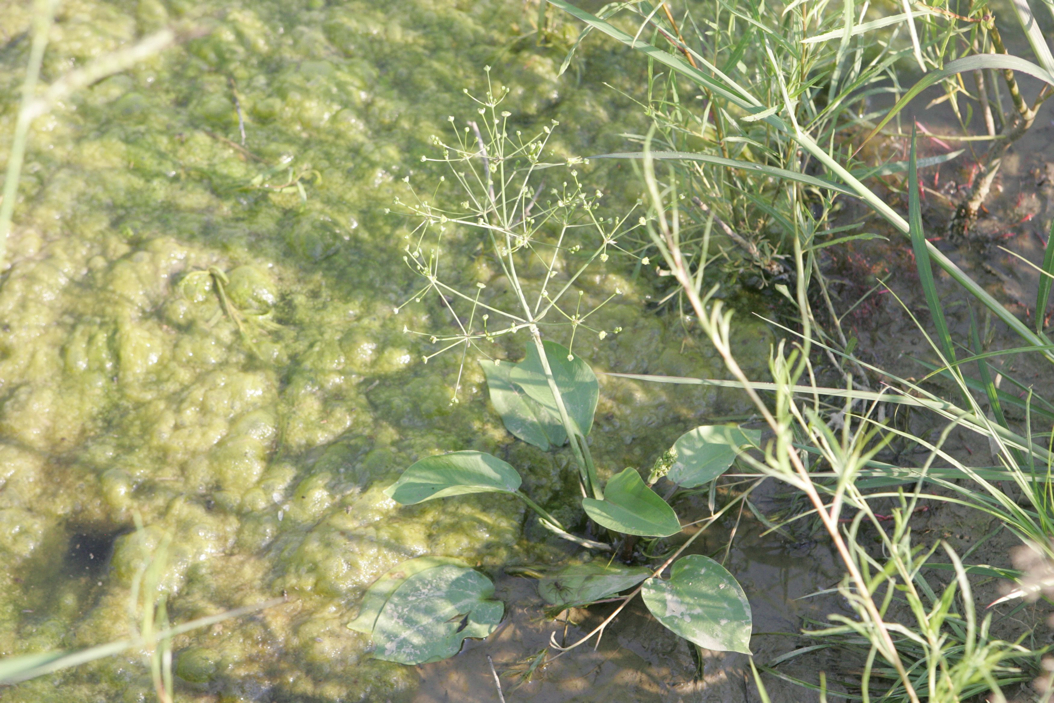 Full Size Image = 1000 K