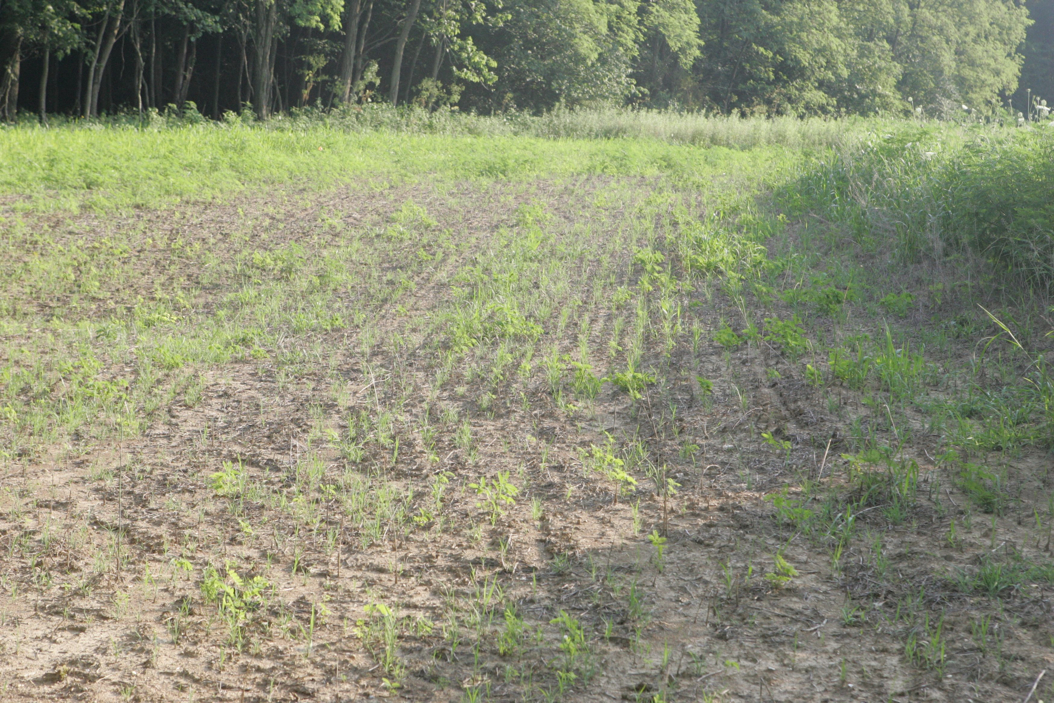 Full Size Image = 1598 K