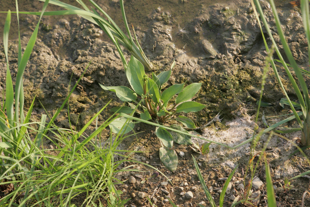 Full Size Image = 1403 K