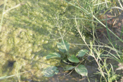 Water Plantain