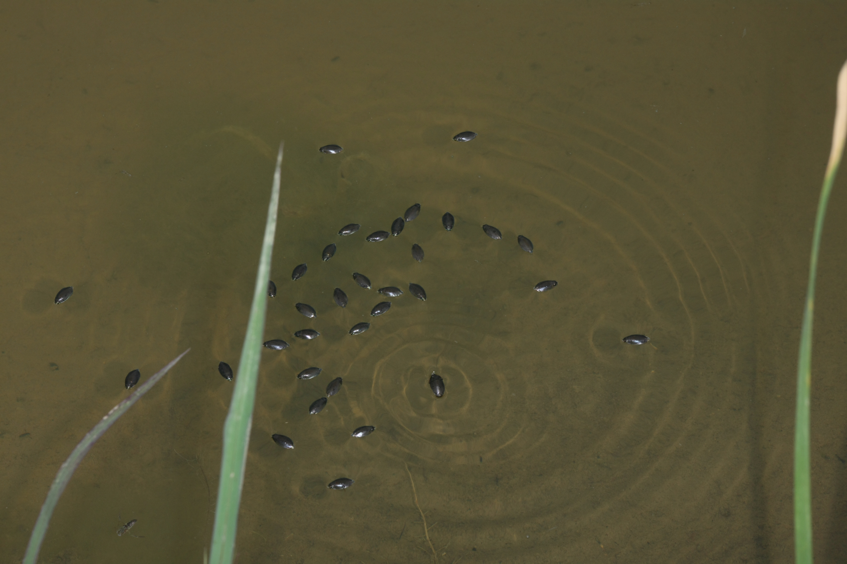 Full Size Image = 6793 K