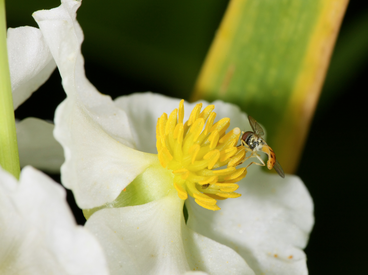 Full Size Image = 2388 K