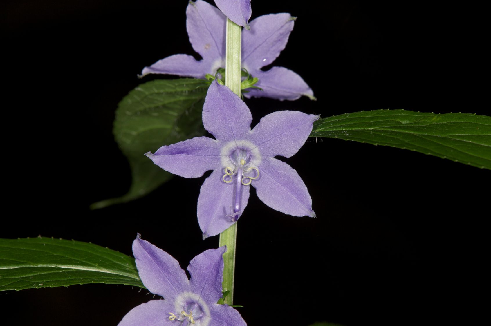 Full Size Image = 11994 K