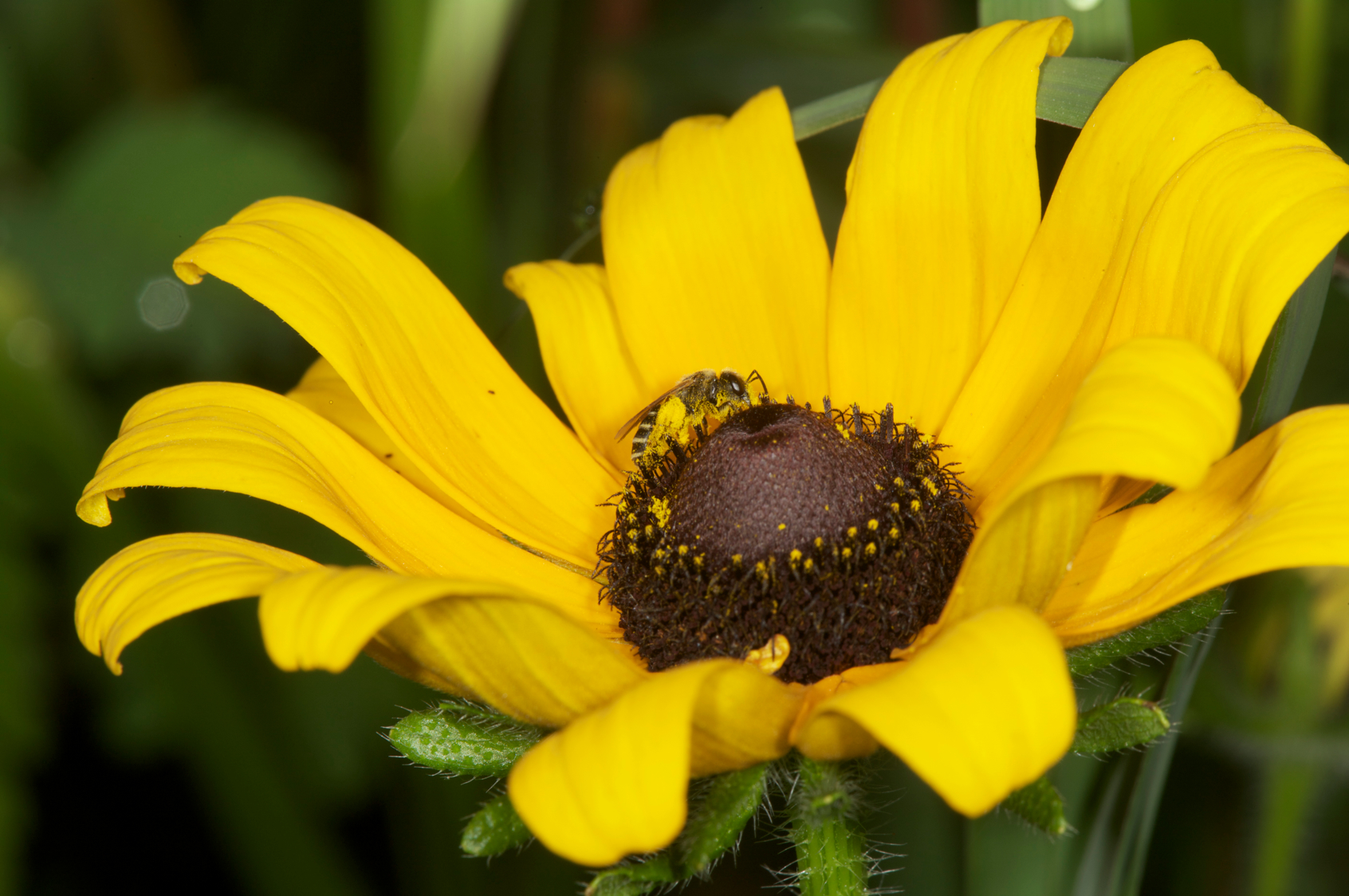 Full Size Image = 9326 K