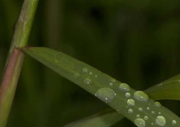 Full Size Image = 2345 K