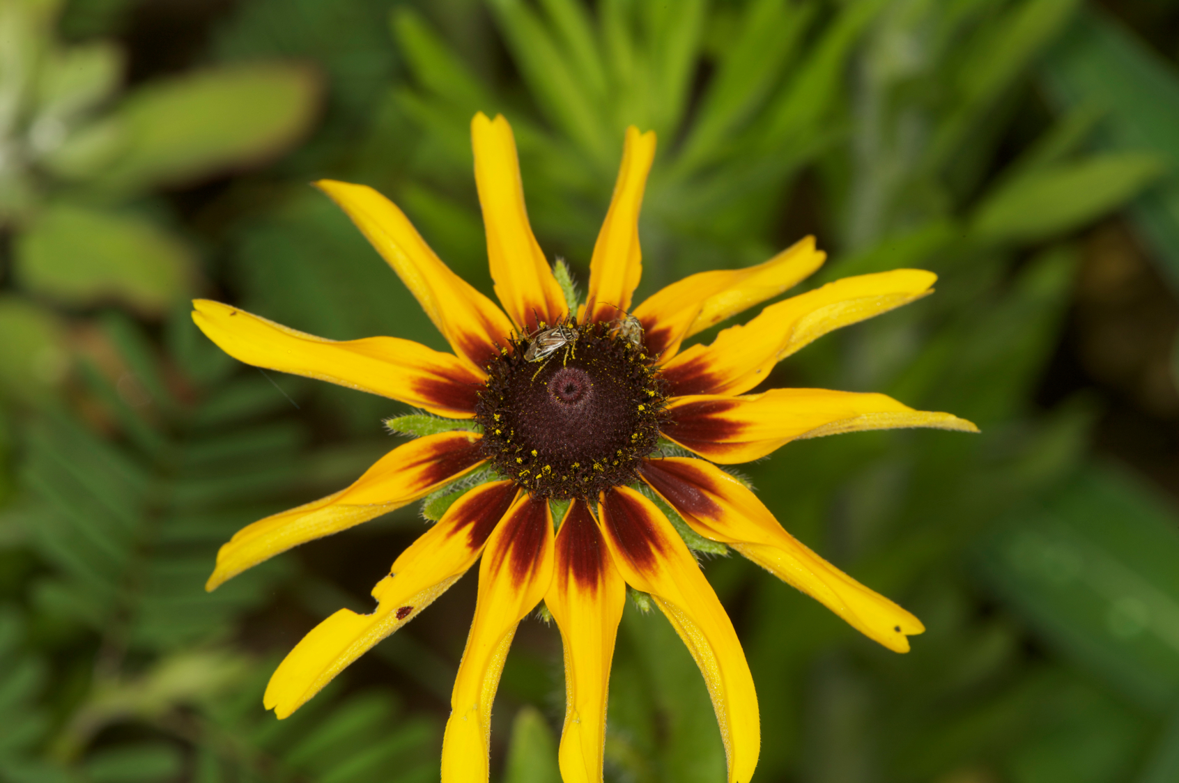 Full Size Image = 8805 K