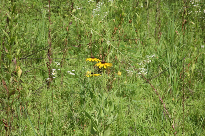 Full Size Image = 1272 K