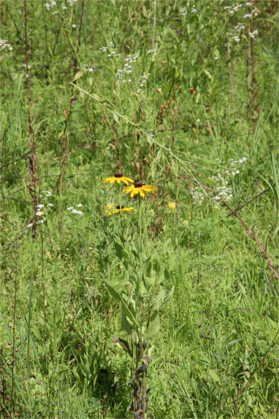 Full Size Image = 1135 K