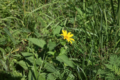 Full Size Image = 1022 K