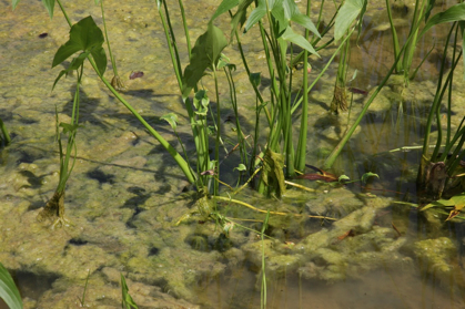 Full Size Image = 1022 K