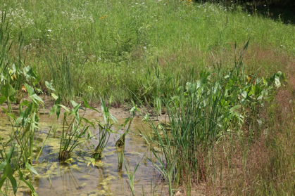 Full Size Image = 1544 K