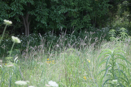 Full Size Image = 1177 K