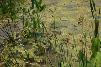 Full Size Image = 1016 K