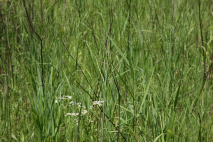 Full Size Image = 1158 K