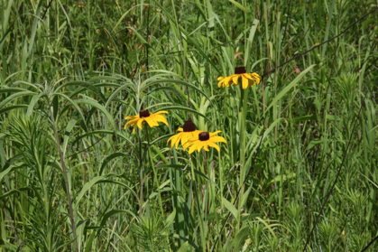 Full Size Image = 1112 K