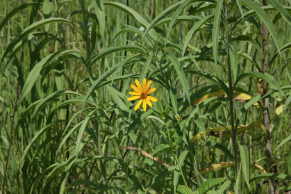 Full Size Image = 976 K