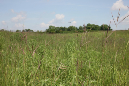 Full Size Image = 746 K