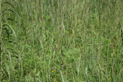 Full Size Image = 653 K