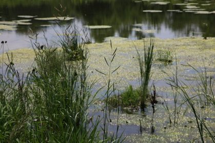 Full Size Image = 895 K