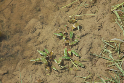 Full Size Image = 1091 K