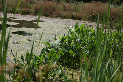 Full Size Image = 1241 K