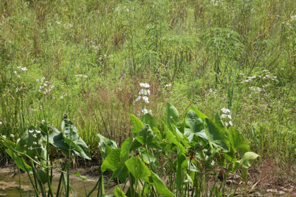 Full Size Image = 1442 K