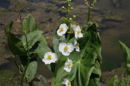 Full Size Image = 622 K