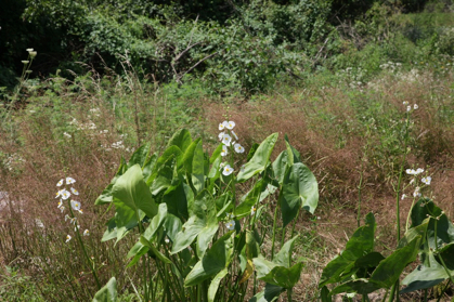 Full Size Image = 1300 K