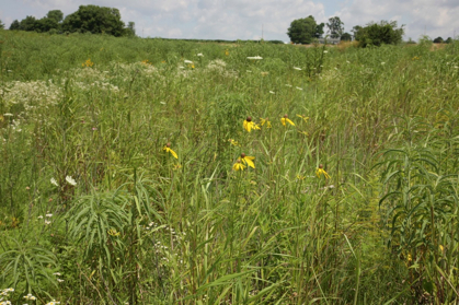 Full Size Image = 1243 K