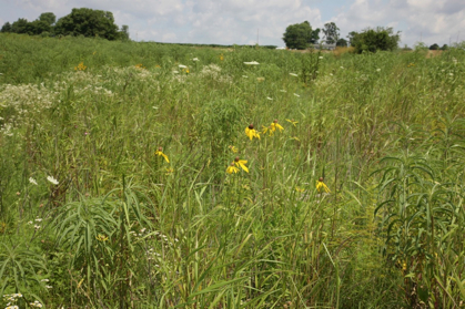 Full Size Image = 1188 K