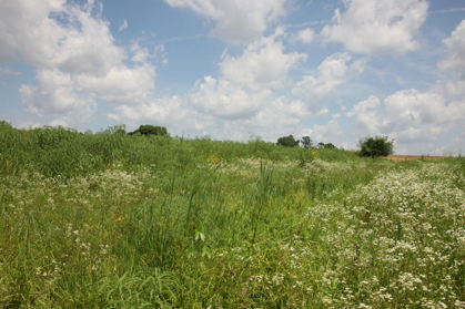 Full Size Image = 1140 K