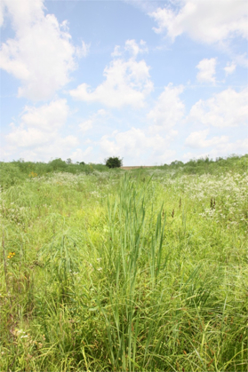 Full Size Image = 986 K