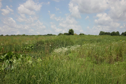 Full Size Image = 1265 K