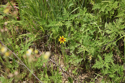 Full Size Image = 1429 K