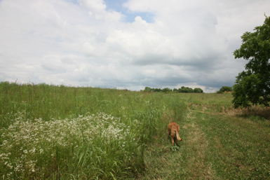 Full Size Image = 1244 K