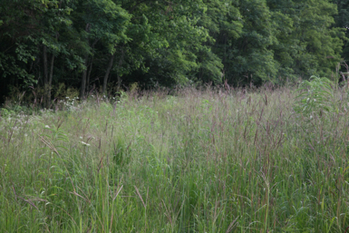 Full Size Image = 1489 K