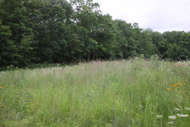 Full Size Image = 1547 K