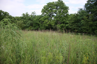 Full Size Image = 1645 K