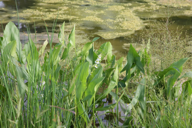 Full Size Image = 1451 K